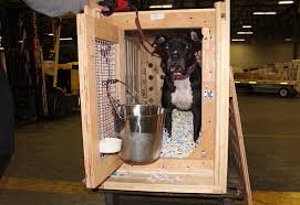 Standard pet shipping crate sizes: Cr 82 Or Cr82 Crate For Potentially Agressive Dog Manoir Kanisha