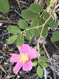 Image result for Gisekiaceae