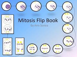 Mitosis Flip Book Mitosis Flip Book Middle School Science Experiments
