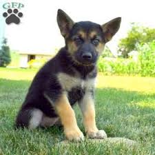 Search titles only has image. German Shepherd Puppies Craigslist Cheap Online