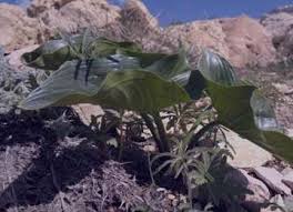 Image result for Stylochaeton puberulus