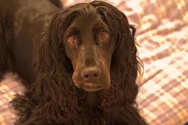 Image result for anglický kokršpaněl