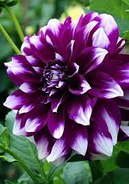 Check spelling or type a new query. 380 Best Purple And White Flowers Ideas Beautiful Flowers Planting Flowers Flowers
