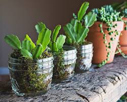 Image result for cactus cuttings