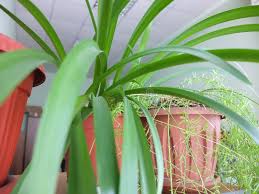 Image result for Chlorophytum filipendulum