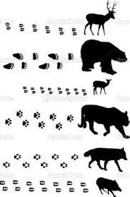 Tierisches rätsel für kleine und große menschen, für den. Ratsel Tierspuren Das Spuren Quiz Bei Kidscat Schweiz Taotinting