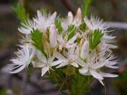 Image result for Tetragonia calycina