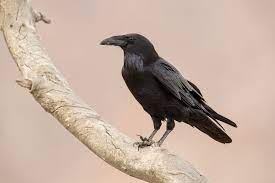 — whether tempter sent, or whether tempest tossed. Art Collectibles Raven Sculpture