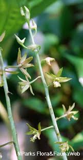 Image result for Eulophia arenicola