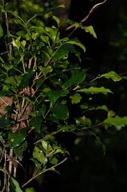 Image result for Coffea mufindiensis