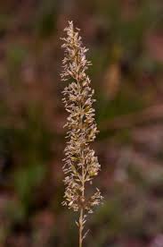 Image result for Koeleria