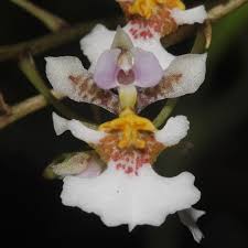 Image result for Rhynchosia caribaea