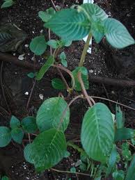 Image result for Streptocarpus glandulosissimus