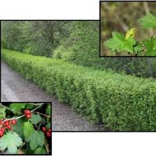 Foundation plantings, mass plantings, commercial landscapes, middle. Rainbow Sensation Weigela Hinsdale Nurseries