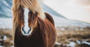 West nile virus questions are answered in this article. West Nil Virus Landkreis Osnabruck