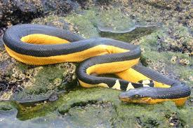 All about snakes is a community created for educating readers about good pet responsibility and. Yellow Bellied Sea Snake