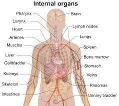 Referred pain from internal organs. Organ Anatomy Wikipedia