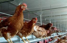 / 1 slecht zeer goed. Pools Parlement Stelt Strengere Dierenwet Uit Nieuwe Oogst