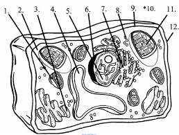 This design is taken from my black and white hand drawing, which was scanned and digitally coloured to produce this variation. Plant Cell Parts Review Diagram Quizlet