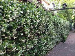 3 Pk 2 Inch Star Jasmine Trachelospermum Jasminoides Etsy Low Maintenance Plants Plants Evergreen Plants