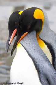 Birds That Look Like Penguins But Aren T Penguin Love Magicalnaturetour Via Affection By Christian Schloegl 500px Cute Penguins Pet Birds Penguins