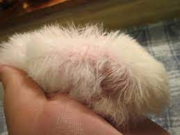 Hair loss in hamsters occurs for many reasons. Reasons Your Hamster Could Be Losing Hair Hamsters Portal