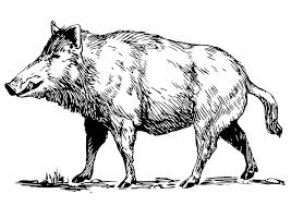 Coloring Page Wild Boar Img 19456 Wild Hog Wild Boar Animal Totems
