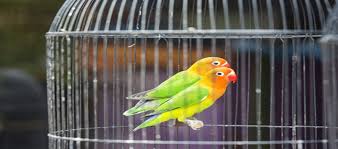 Kalau membuat kandang koloni enaknya kita membuat wadah pakan sendiri. Info Harga Sangkar Burung Kapsul Dalam Berbagai Merek Ukuran Daftar Harga Tarif