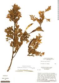 Image result for Chamaecrista wittei