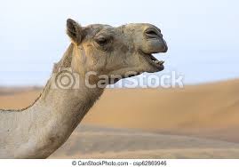 ✓ free for commercial use ✓ high quality images. Close Up Portrait Of A Camel Face In The Desert Close Up Portrait Of A Camel Face In The Dry Desert Canstock
