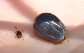 Embedded fully ticks on dogs paw. Ixodes Holocyclus Wikipedia