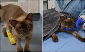 FOTO | Il gatto Pablo è sopravvissuto a un intero ciclo in lavatrice: è  durato 55 minuti tra cestello e centrifuga - Free Press