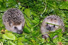 Wenn für den igel im garten keine natürliche möglichkeit besteht wasser aufzunehmen, dann soll man ihm regelmäßig frisches. Igelschutz Im Garten Nabu