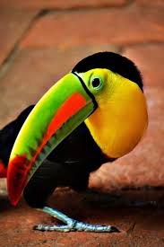El Armario De La Nena Colombia Photo Diary Part Ii Pet Birds Beautiful Birds Colorful Birds
