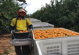 Plantgrowpick Fruit Picking Jobs And Season In Australia Fruit Picking Fruit Picking Jobs Fruit Picking Australia