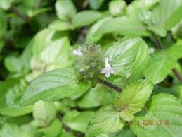 Image result for Nelsonia canescens