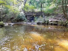 This unique biome is a remnant of . Forest Cathedral Trail Cook Forest State Park Pennsylvania