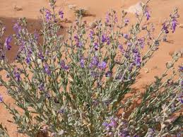 The perennial herbaceous plant Teucrium oliverianum has spread extensively throughout the Saudi Arabia's Imam Turki bin Abdullah Royal Reserve, indicating a balanced ecosystem, the Saudi Press Agency has reported recently. https://arab.news/g8fwf