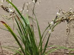 Image result for Chlorophytum macrophyllum