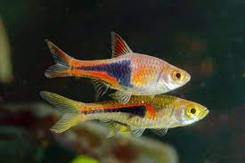 I do not recommend looking after these fish if you're still a beginner in the hobby though with the right amount of research it can be done. Top 11 Popular Easy Schooling Fish For Aquarium Beginners Aquarium Genius