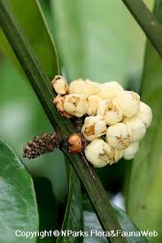 Image result for Garcinia pachyclada