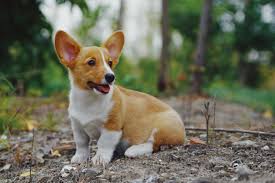 I live in chicago and have a lake house in monticello, i will bring my dogs here over any vet in chicago. Monticello Animal Hospital