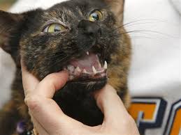 Average cost of tooth extraction. Poor Dental Health Can Lead To Complications For Dogs Cats The Blade