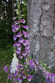 Foxgloves look gorgeous in vases. Love Our Foxglove Flowers Finally Something That The Deer And Bunnies Don T Eat Deer Resistant Garden Deer Resistant Plants Orchid Plants