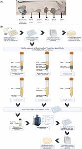Efficacy of different bioactive glass S53P4 formulations in biofilm  eradication and the impact of pH and osmotic pressure