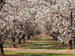 Several types of scale are known to infest the flowering almond and can be treated with horticultural oil during its dormant phase. Almond Tree Blossom Almond Tree Winter Plants Flowering Trees