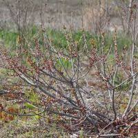 Image result for Myrica chimanimaniana