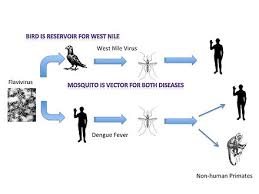 What i don't understand about this answer is why 'gains nutrition the way i see it, both pathogen and parasite live off the host by utilising the nutrients produced in/by the host. Vector Epidemiology Wikipedia