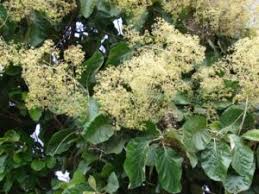 Image result for Tectona grandis