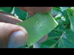 Cevizde Yama Goz Calismasi 2 Walnut Patch Eye Graft Study 2 Part Youtube Bahcecilik Tarim